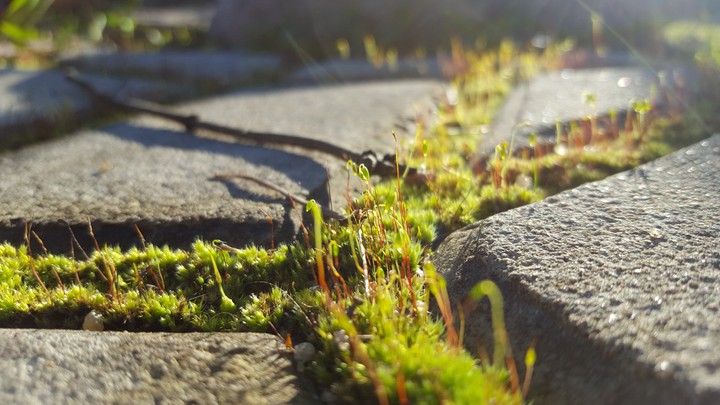 nature of the nature