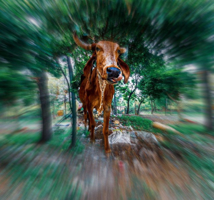 animal