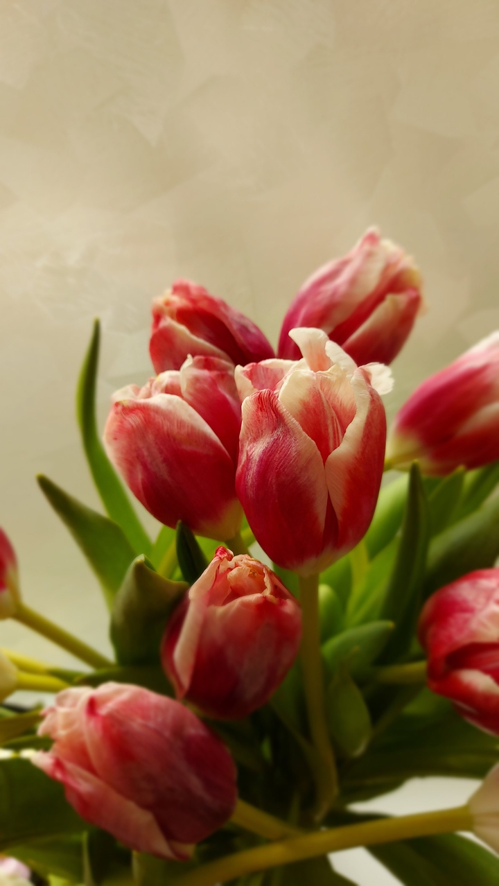tulip тюльпан