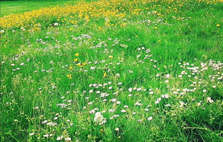 meadow