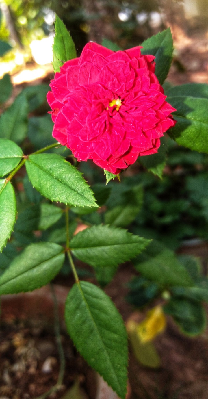 red rose ##