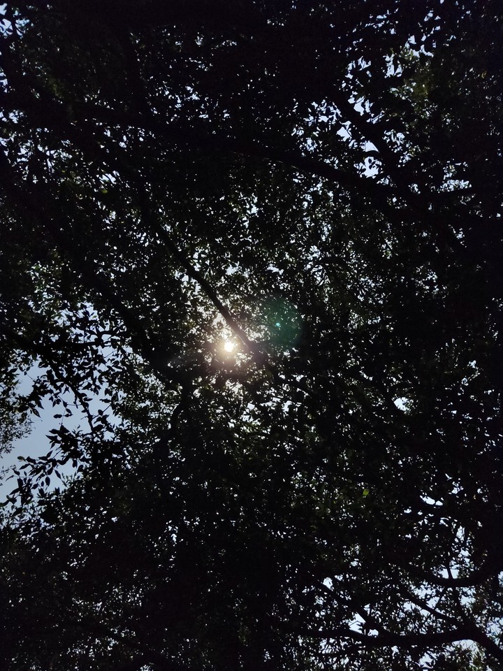Trees