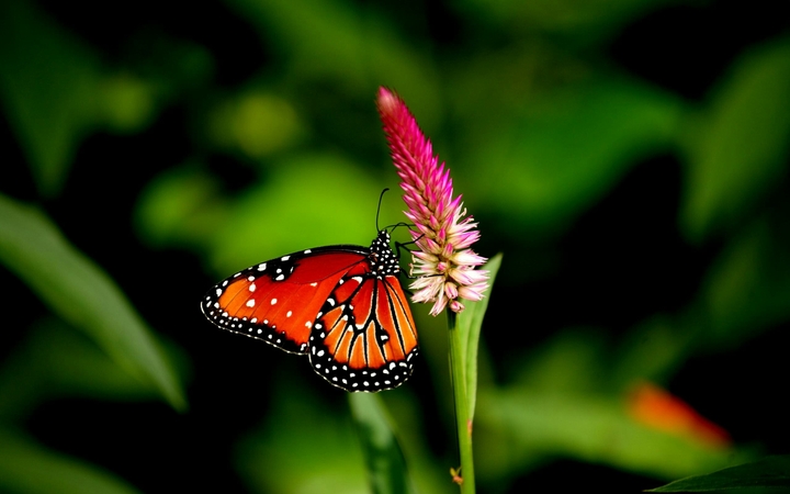 Butterfly on the flower