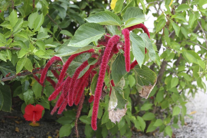Plant
