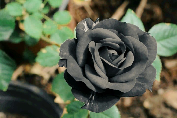 black beauty