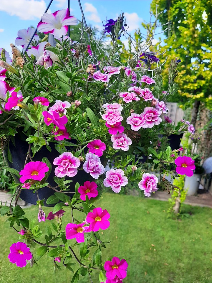 More pretty flowers