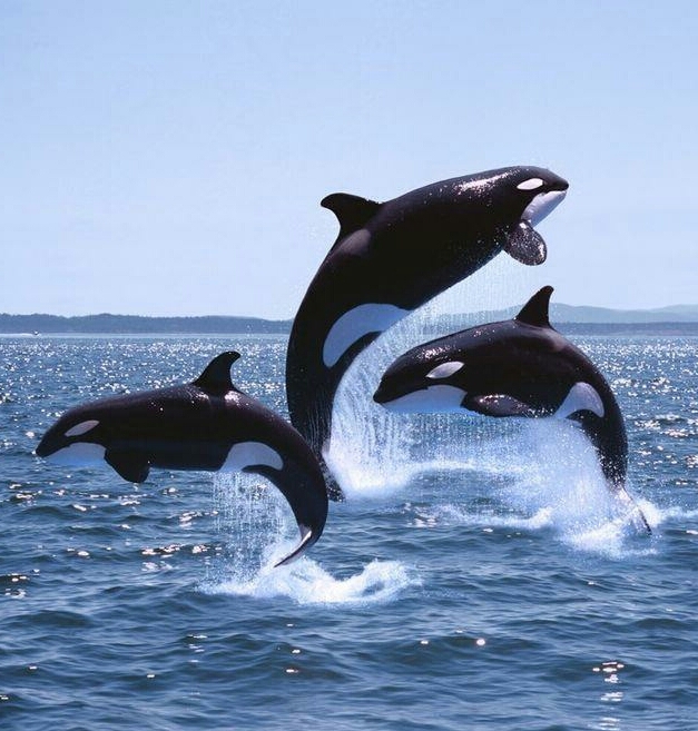 Orca
