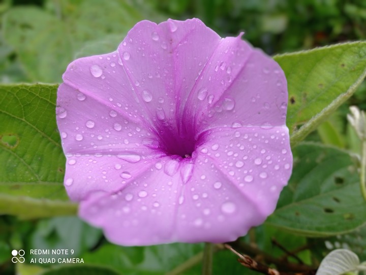 #flower #flowers #nature #photography #flowerstagram #love