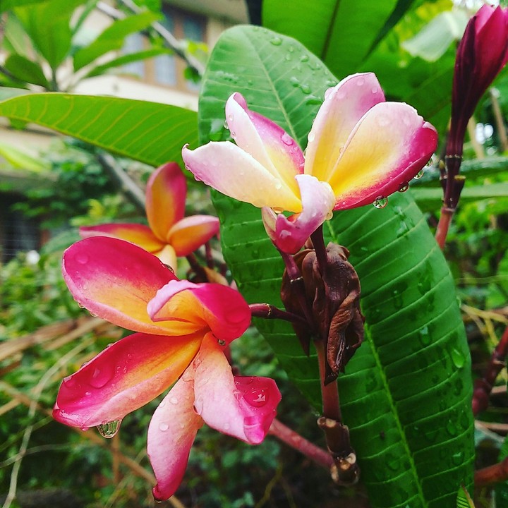 Lilly
