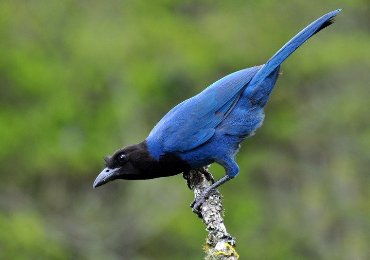 gralha azul