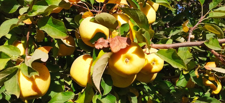 apple