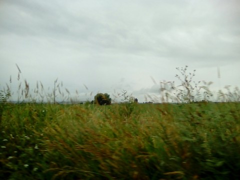 רקעים prairie, grass