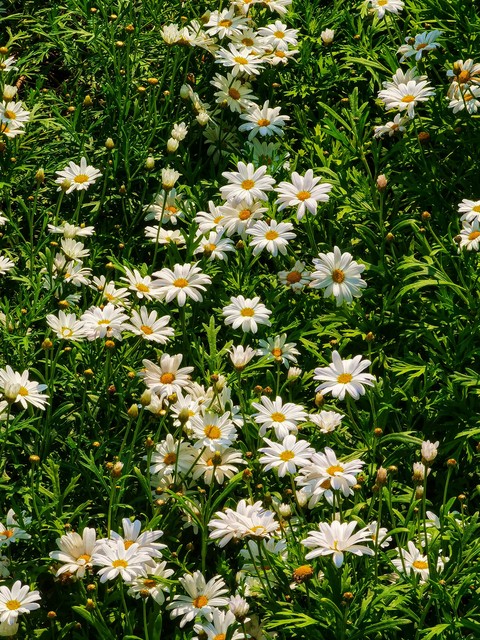 обои plant, flower