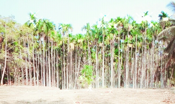 plantsss