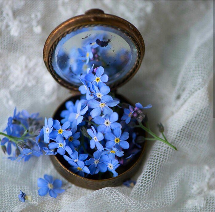 forget-me-not