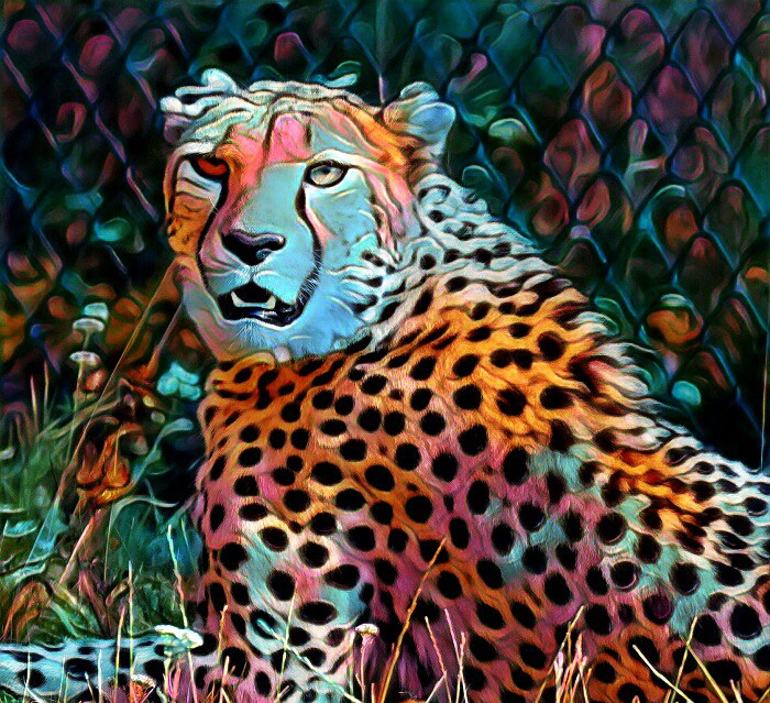 cheetah