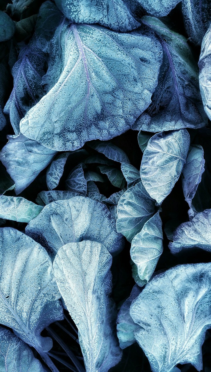 Cabbage