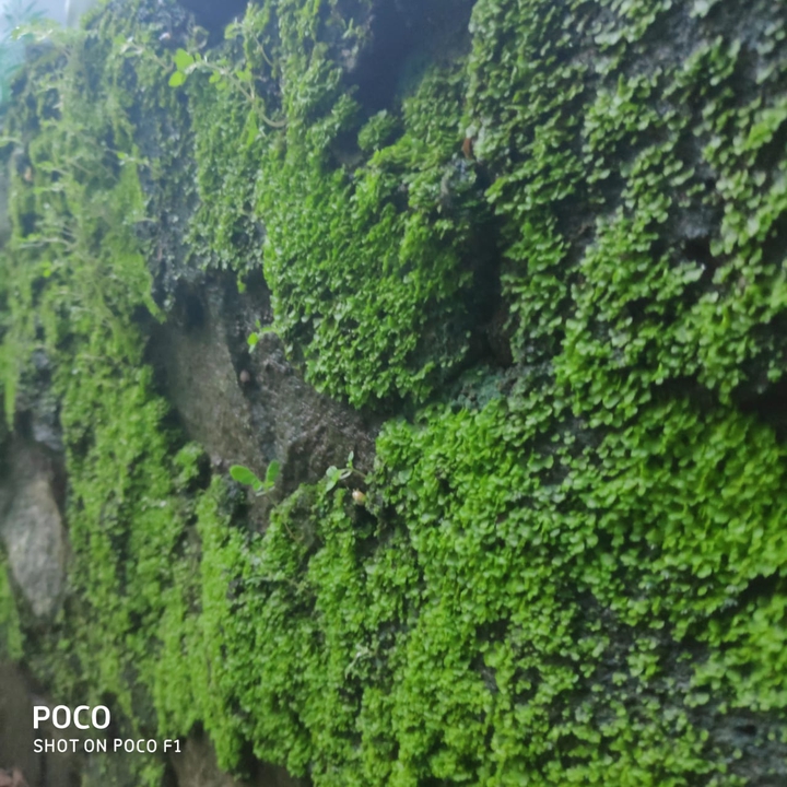 Green cover