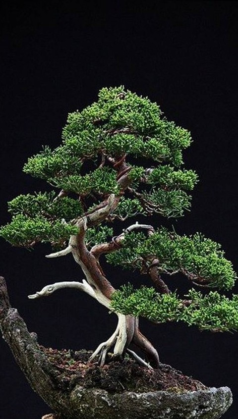 тапети Bonsai, conifers