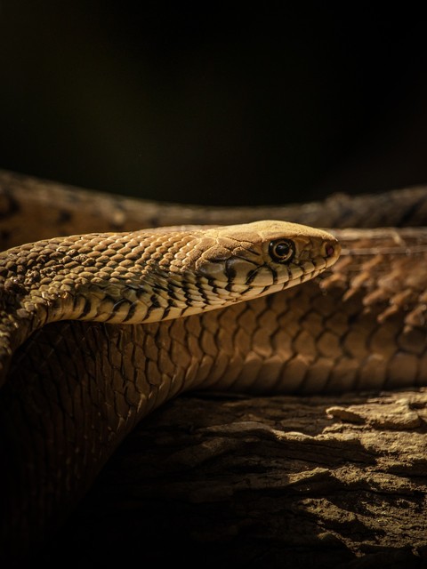 serpent, snakes वॉलपेपर