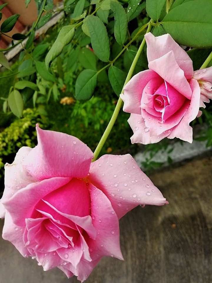 Roses