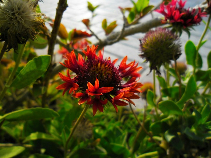 Flower