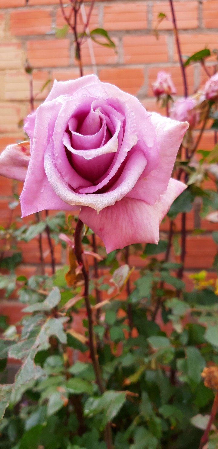 rose