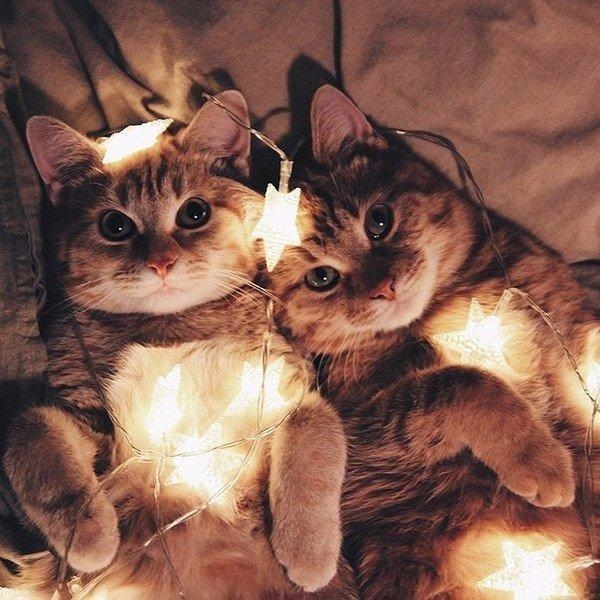 ♥