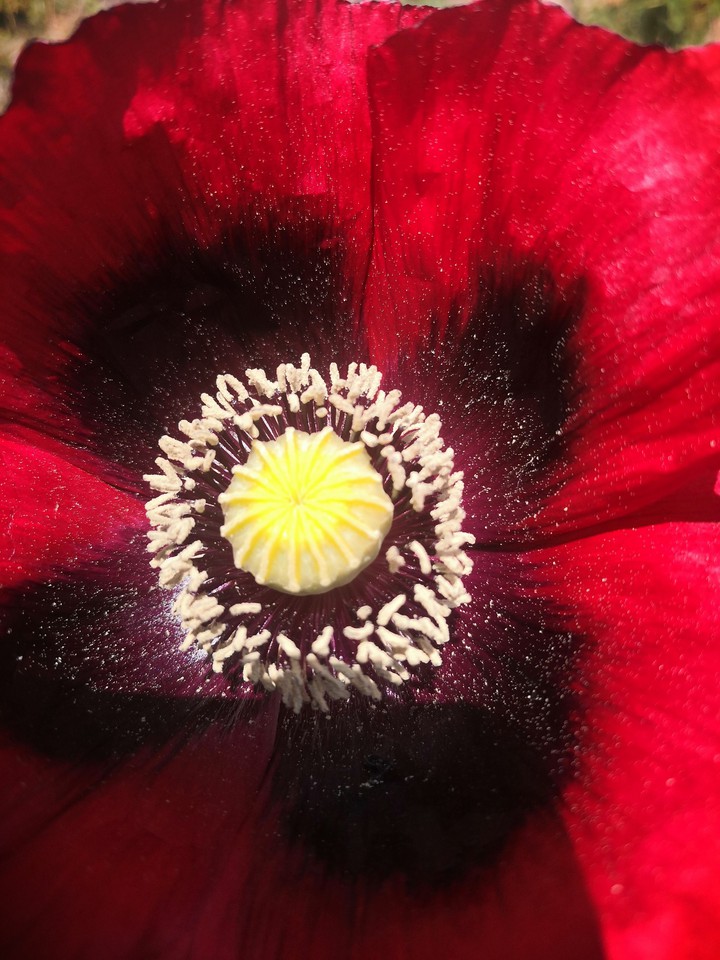 罂粟花