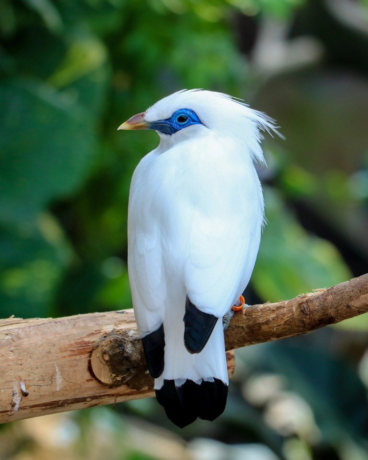 Birds