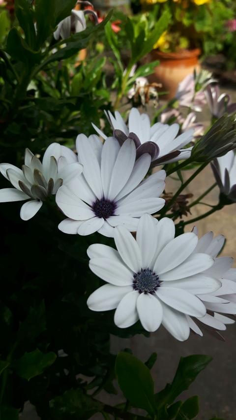 Daisy