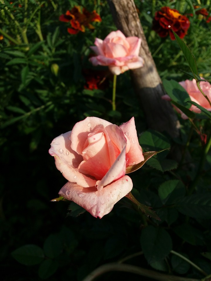 Rose