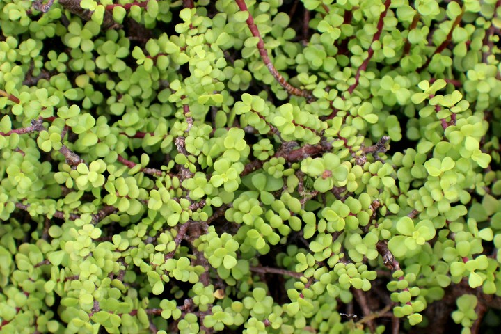 Lushy Green Bush