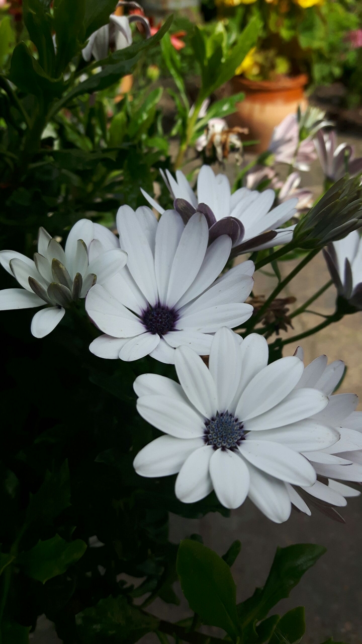 Daisy