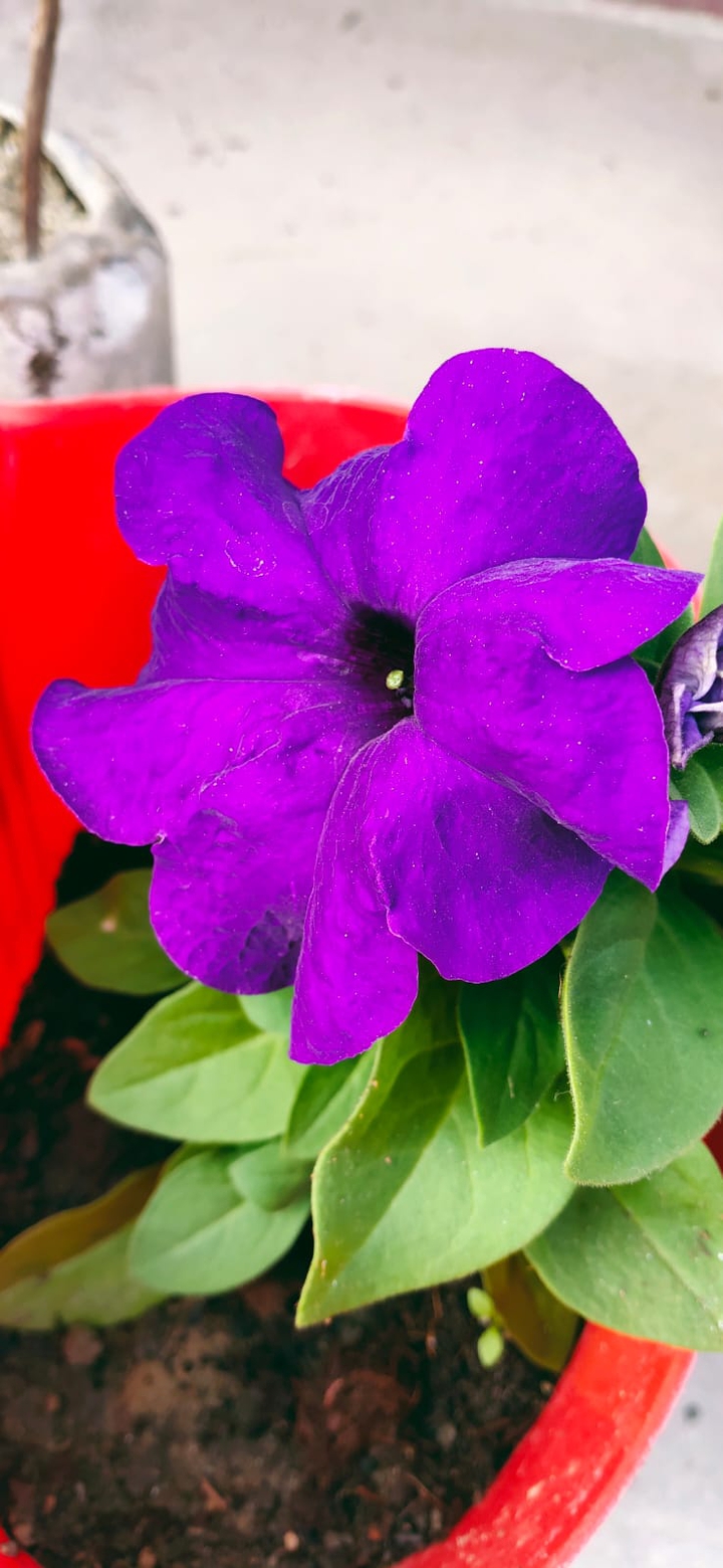 Beautiful flowers
