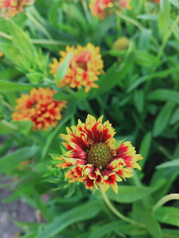flowers colours
