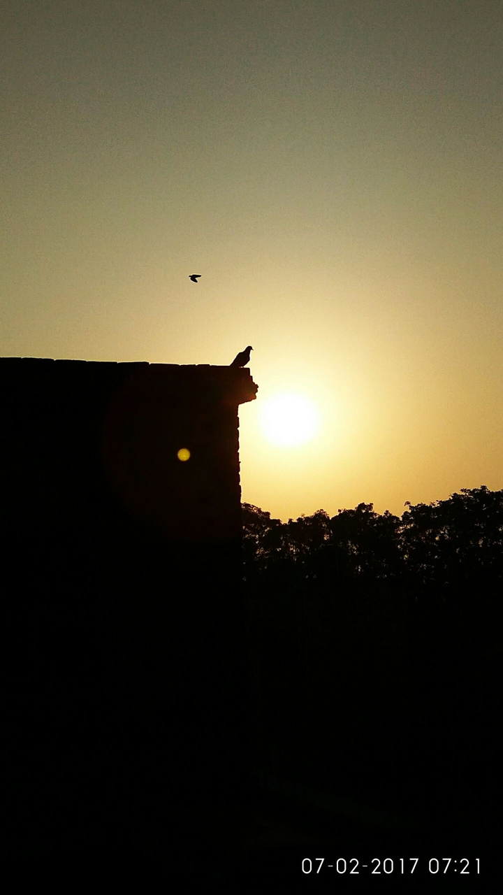 morning birds