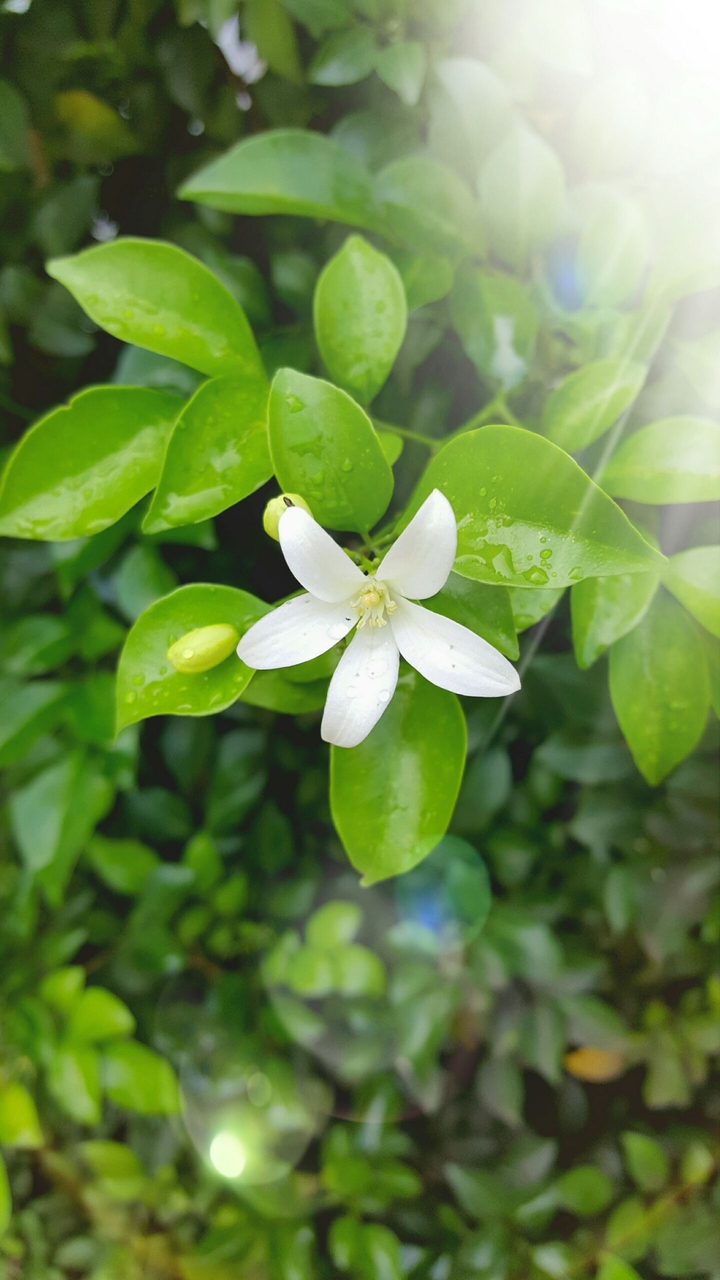Morning dew