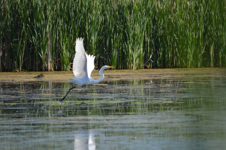 Egret talking of for the water