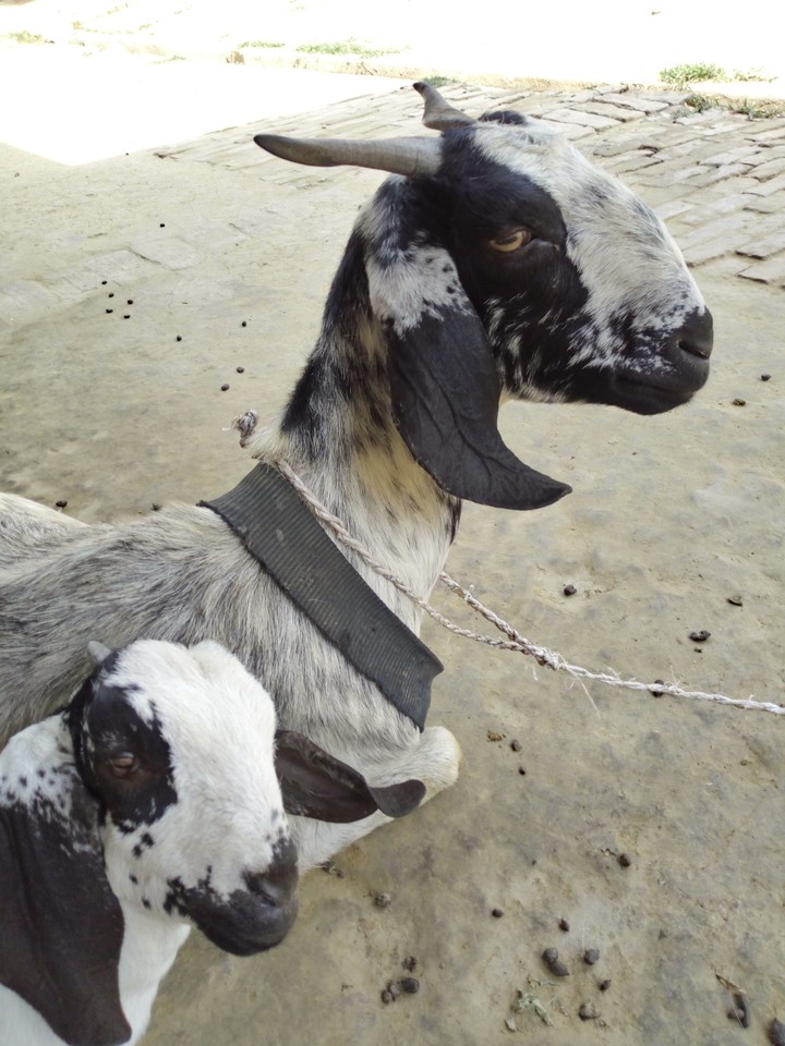 sweet Goat