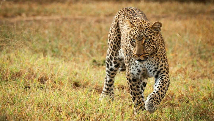 Animal World