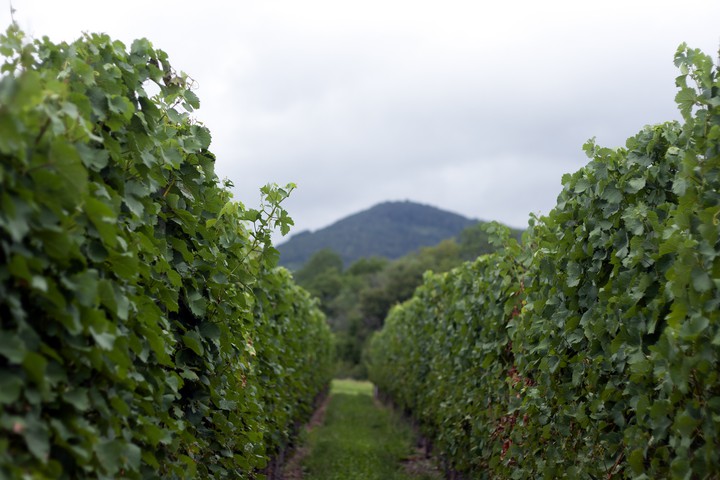 In vines