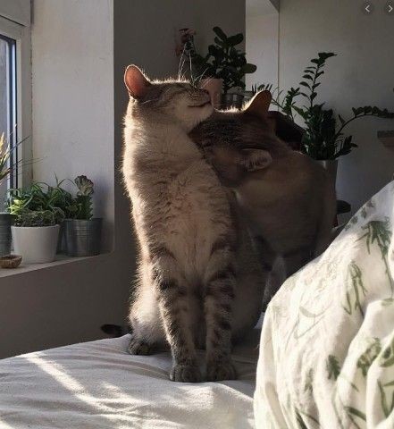 коты