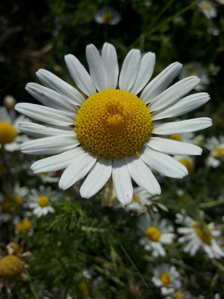 Marguerite