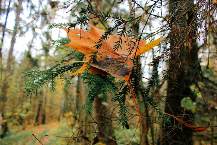 forest