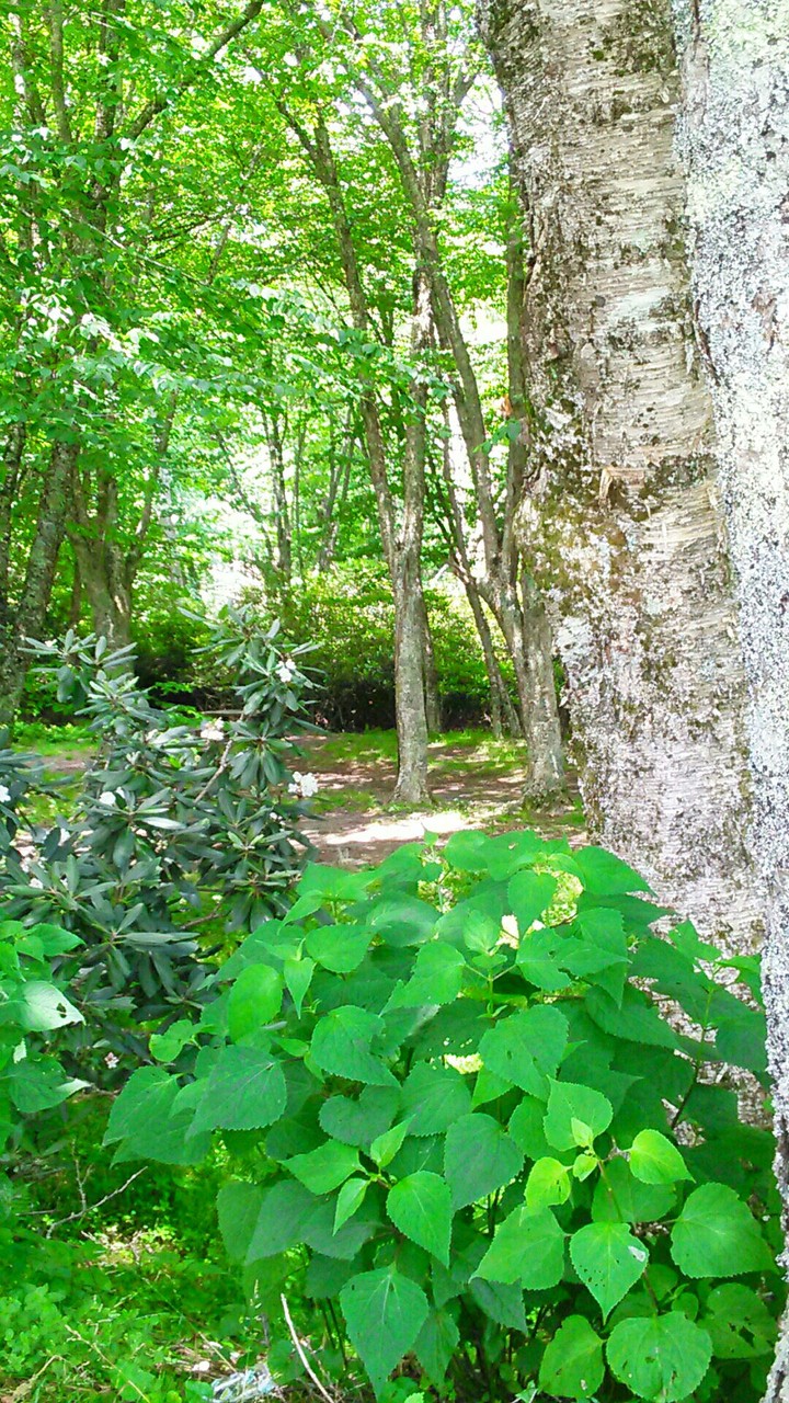 Wooded Picnic Area