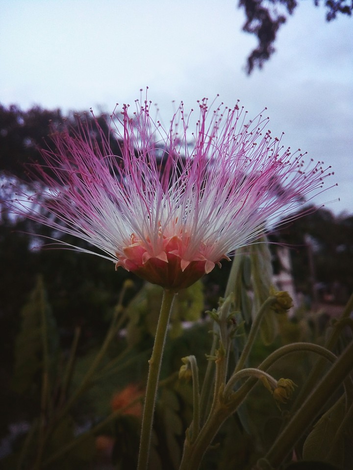 flower....