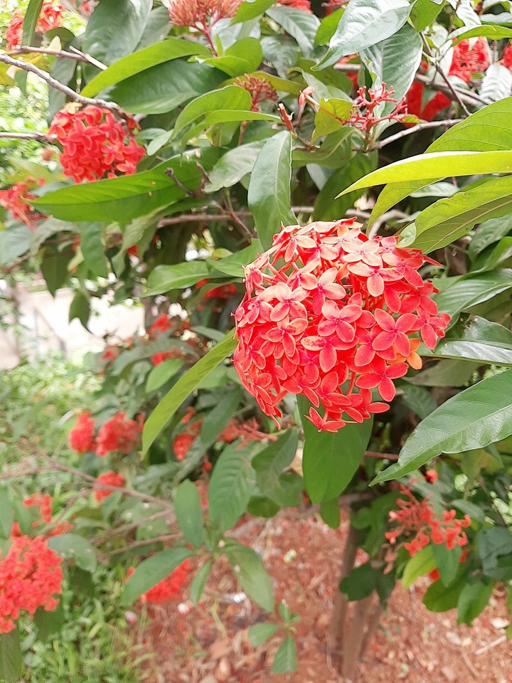 Flower