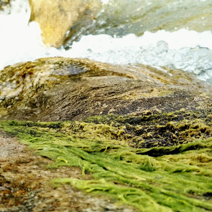 algal bloom