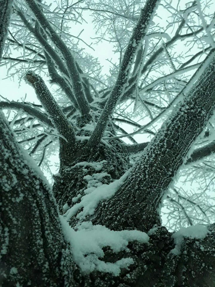 winter tree